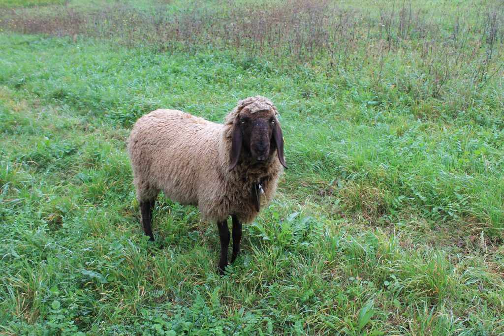 "Flocke" ist ein Jahr alt und eine Aue. 