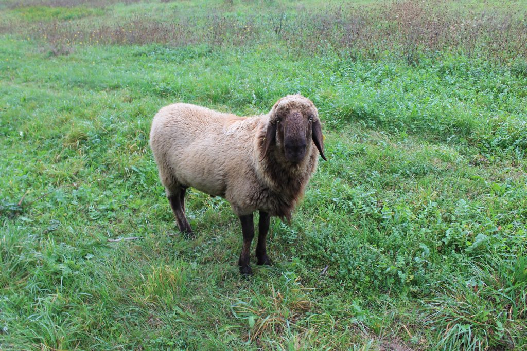 Dies ist "Herbert" unser erwachsener Bock.