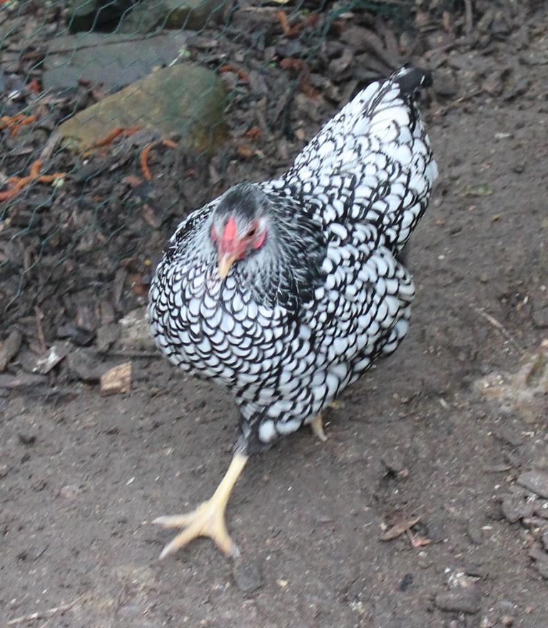 Neue Hühner auf der Ranch