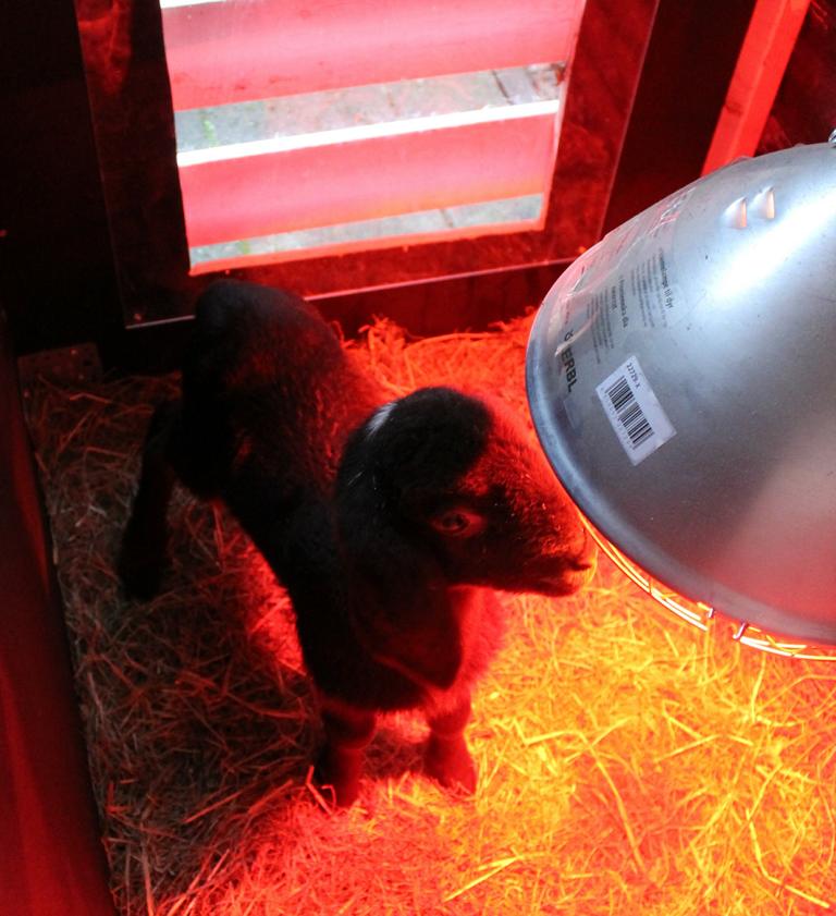 Nachwuchs bei den Schafen